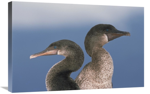 Global Gallery GCS-451509-2030-142 20 x 30 in. Flightless Cormorant Pa