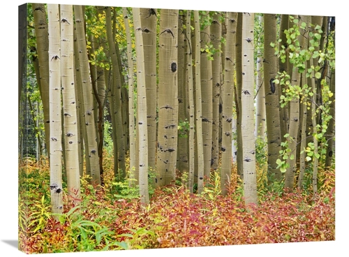 Global Gallery GCS-396756-2432-142 24 x 32 in. Aspen Trees & Fireweed&