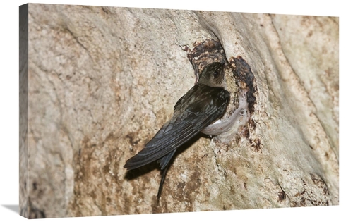 20 x 30 in. Edible-Nest Swiftlet on Nest, North Andaman Islands&#4