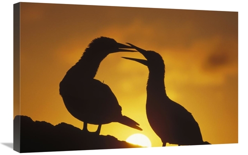 Global Gallery GCS-451253-2030-142 20 x 30 in. Masked Booby Couple Cou