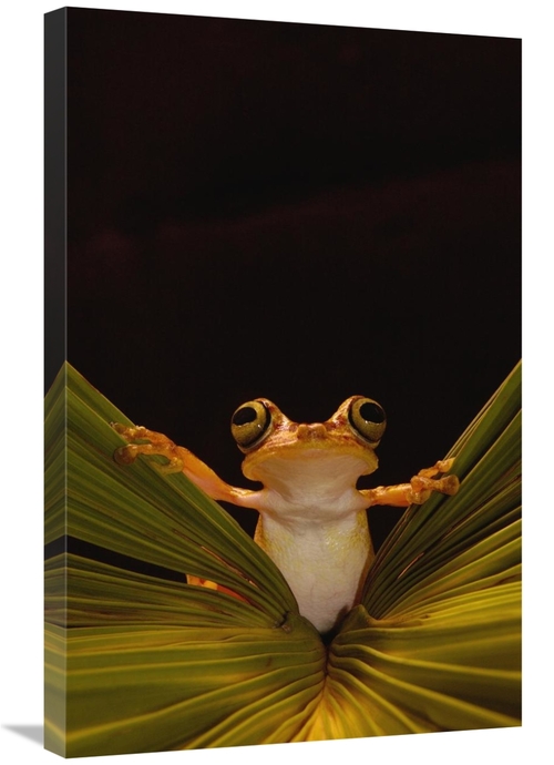 Global Gallery GCS-453179-2030-142 20 x 30 in. Chachi Tree Frog, C