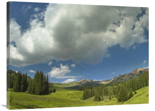 Global Gallery GCS-396726-3040-142 30 x 40 in. Stand of Conifers in th