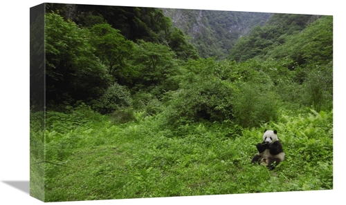 Global Gallery GCS-397882-1218-142 12 x 18 in. Giant Panda Sitting in 