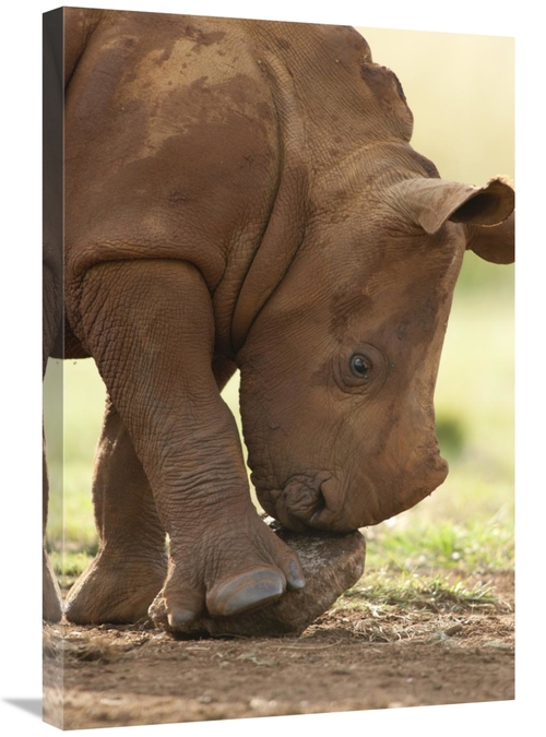 Global Gallery GCS-395500-2030-142 20 x 30 in. White Rhinoceros Calf P