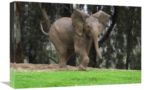 Global Gallery GCS-450848-1624-142 16 x 24 in. Playful African Elephan