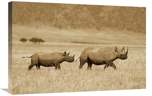 Global Gallery GCS-453692-2030-142 20 x 30 in. Black Rhinoceros & Calf