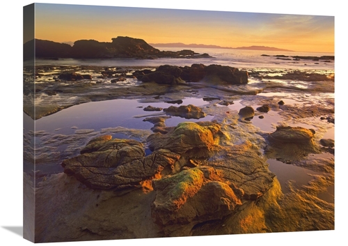 Global Gallery  18 x 24 in. Tidepools Exposed at Low Tide, Botanic