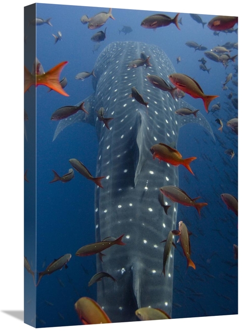 Global Gallery GCS-397891-1624-142 16 x 24 in. Whale Shark Swimming wi