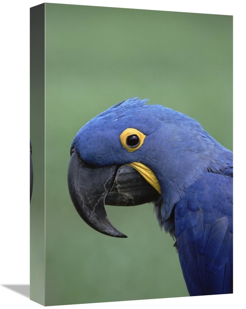 Global Gallery GCS-452518-1218-142 12 x 18 in. Hyacinth Macaw Portrait