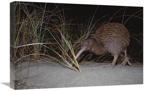 Global Gallery GCS-451240-1624-142 16 x 24 in. Stewart Island Brown Ki