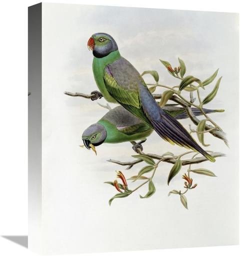 Global Gallery GCS-277772-16-142 16 in. Mrs. Layards Parakeet Art Prin