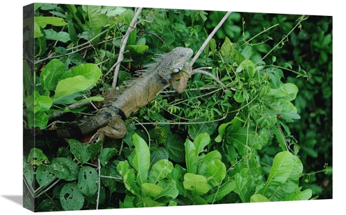 Global Gallery GCS-450707-1624-142 16 x 24 in. Green Iguana Sunning on