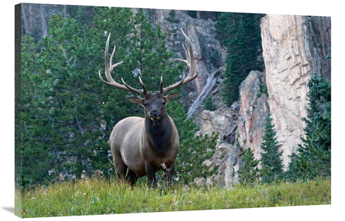 Global Gallery GCS-486462-40-142 40 in. Early Riser Art Print - Vic Sc