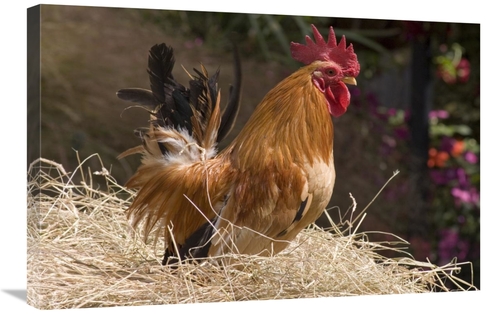 Global Gallery GCS-397442-2030-142 20 x 30 in. Domestic Chicken, J