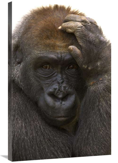 Global Gallery GCS-450849-2436-142 24 x 36 in. Western Lowland Gorilla