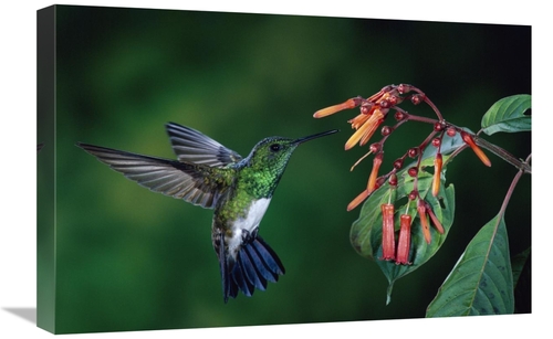 Global Gallery GCS-397250-1624-142 16 x 24 in. Snowy-Bellied Hummingbi