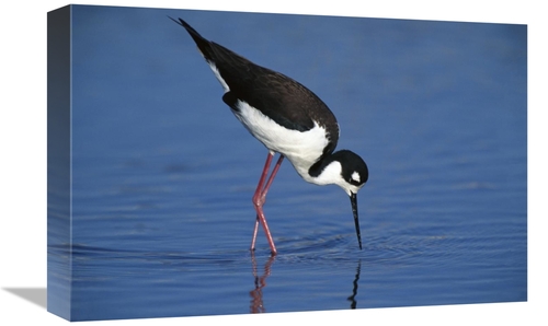 Global Gallery GCS-453280-1218-142 12 x 18 in. Black-Necked Stilt Fora