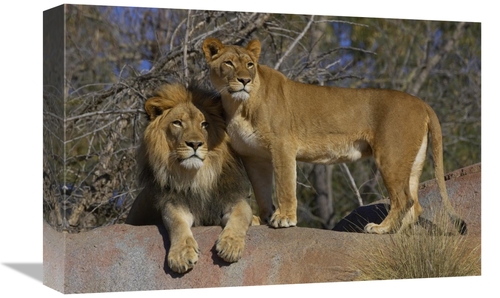 Global Gallery GCS-450895-1218-142 12 x 18 in. African Lion Male & Afr