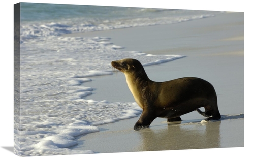 Global Gallery GCS-453059-2030-142 20 x 30 in. Galapagos Sea Lion,