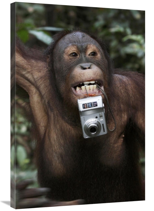 Global Gallery GCS-397712-2436-142 24 x 36 in. Orangutan with Tourists