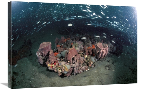 Global Gallery GCS-450951-2030-142 20 x 30 in. Variety of Corals on Re