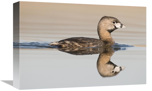 Global Gallery GCS-397397-1218-142 12 x 18 in. Pied-Billed Grebe Swimm