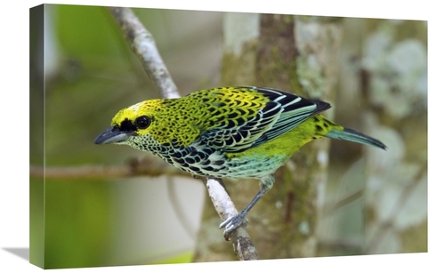 Global Gallery GCS-397258-1624-142 16 x 24 in. Speckled Tanager, C