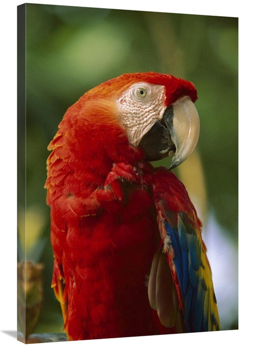 Global Gallery GCS-396321-2436-142 24 x 36 in. Scarlet Macaw, Nati