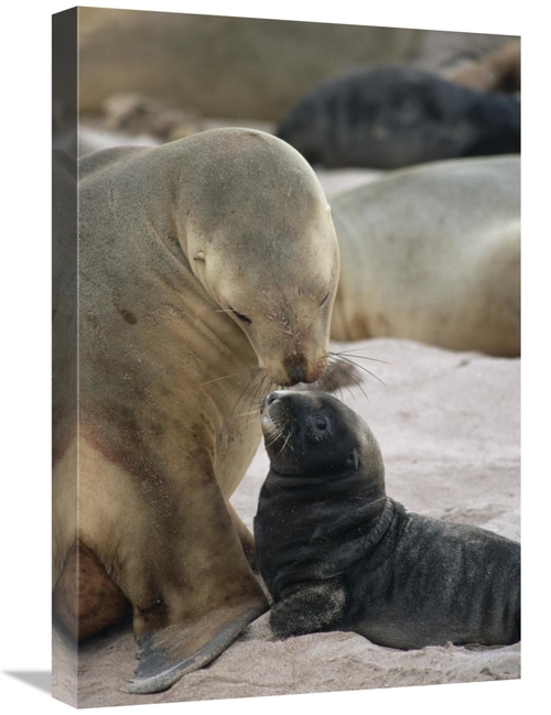 Global Gallery GCS-452460-1624-142 16 x 24 in. Hookers Sea Lion Mother