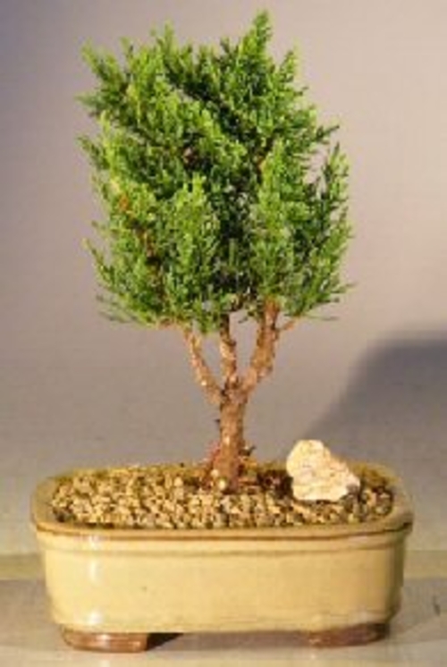 Shimpaku Juniper Bonsai Tree - Small(juniper chinensis 'shimpaku')