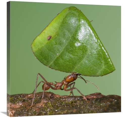 Global Gallery GCS-397302-3030-142 30 x 30 in. Leafcutter Ant Carrying