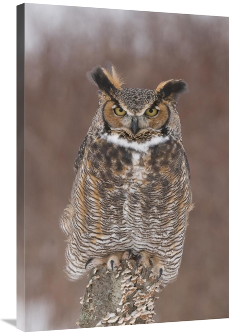 Global Gallery GCS-397343-2436-142 24 x 36 in. Great Horned Owl, H