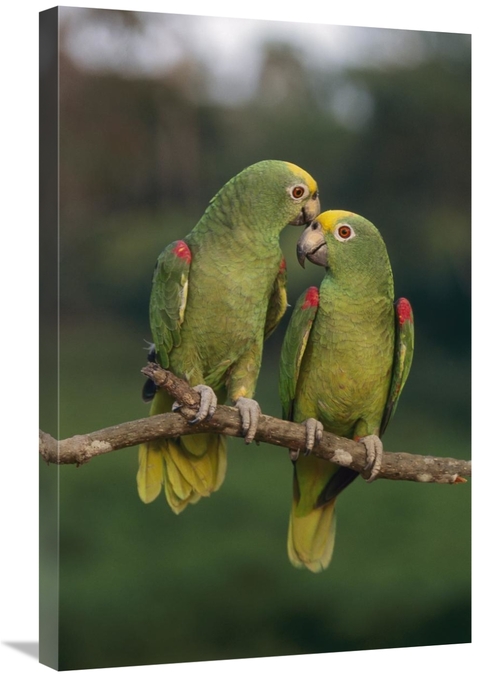 Global Gallery GCS-397639-2030-142 20 x 30 in. Yellow-Crowned Parrot P