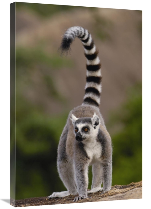 Global Gallery GCS-453248-2436-142 24 x 36 in. Ring-Tailed Lemur in th