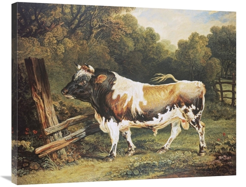 Global Gallery GCS-267550-36-142 36 in. A Bull of the Alderney Breed A