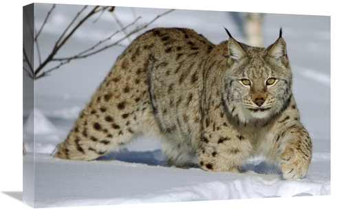 Global Gallery GCS-398058-1624-142 16 x 24 in. Eurasian Lynx in Snow&#