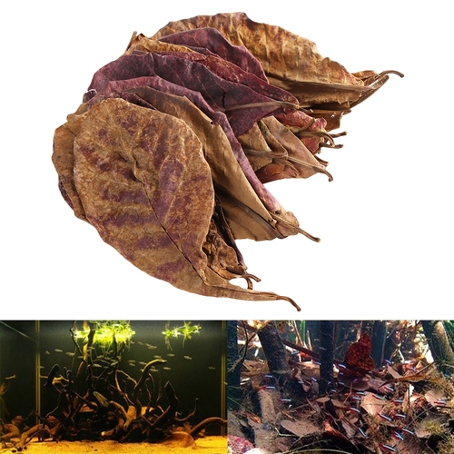 50g Natural Terminalia Catappa Foetida Leaves