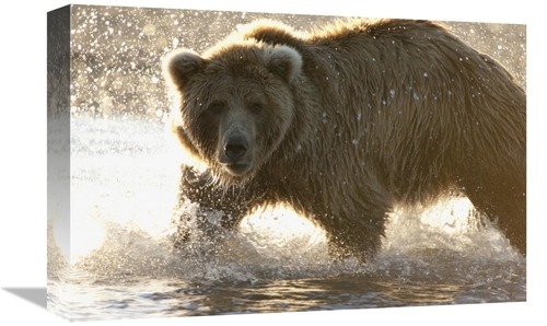 Global Gallery GCS-395471-1218-142 12 x 18 in. Grizzly Bear Foraging f