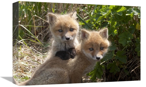 Global Gallery GCS-395414-1218-142 12 x 18 in. Red Fox Kits Playing