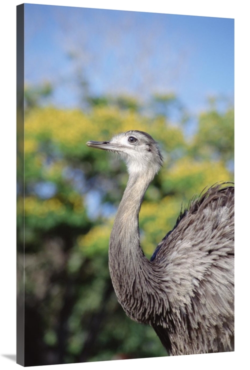 Global Gallery GCS-451479-40-142 40 in. Greater Rhea in Savannah, 