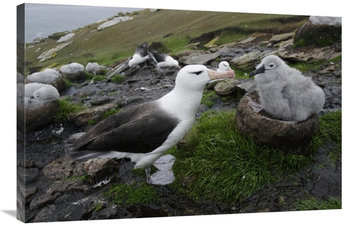 Global Gallery GCS-453568-2436-142 24 x 36 in. Black-Browed Albatross 