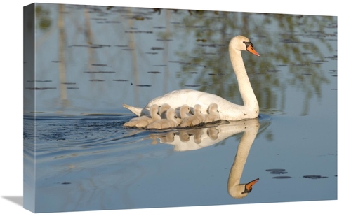 Global Gallery GCS-397391-1624-142 16 x 24 in. Mute Swan with Cygnets&