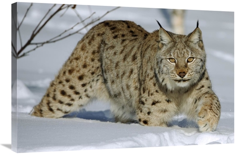 Global Gallery GCS-398058-2436-142 24 x 36 in. Eurasian Lynx in Snow&#