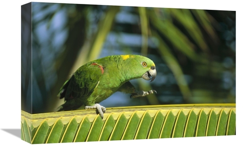 Global Gallery GCS-452473-1218-142 12 x 18 in. Yellow-Naped Parrot Wal