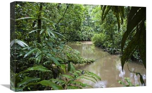 16 x 24 in. River in Lowland Rainforest, Braulio Carrillo National