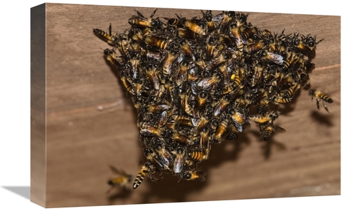 Global Gallery GCS-453636-1218-142 12 x 18 in. Bee Group Swarming on W