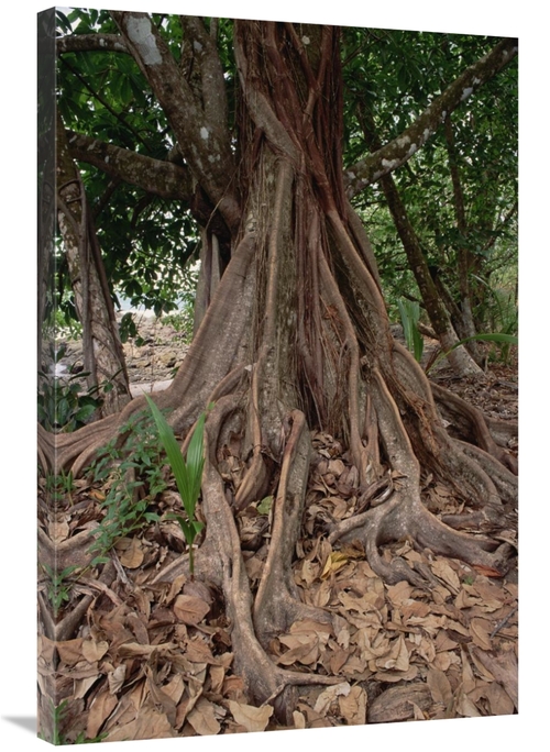 Global Gallery GCS-452829-2436-142 24 x 36 in. Fig in Lowland Tropical