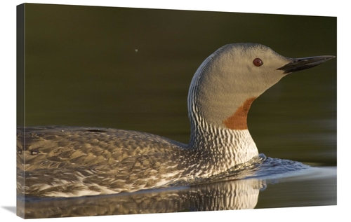Global Gallery GCS-451936-2436-142 24 x 36 in. Red-Throated Loon in Wa