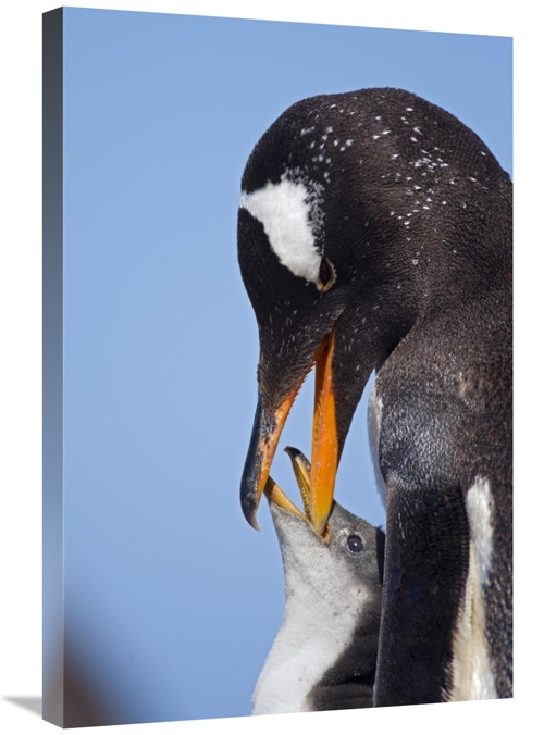 Global Gallery GCS-397875-2030-142 20 x 30 in. Gentoo Penguin Adult Fe
