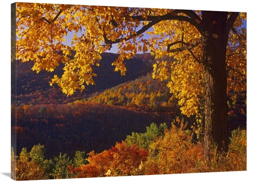 Global Gallery GCS-396522-3040-142 30 x 40 in. Autumn Deciduous Forest